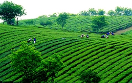 Xúc tiến phát triển mạnh mẽ cây chè Việt Nam 